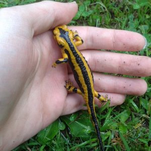 Salamandra salamandra fastuosa, male.
