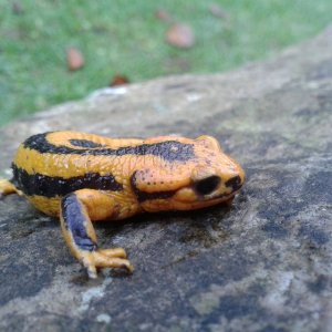 Salamandra salamandra fastuosa, female.