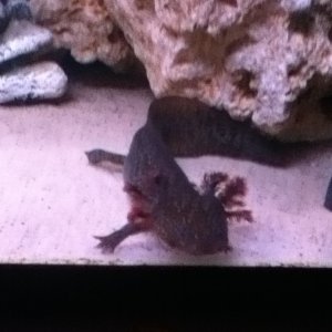 Toothless posing for you! Bad quality due to it being taken on my iPod.