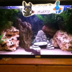 Their home with coral rock for balancing ph, dragon rock and a pot so theres plenty of hiding places. there is natural plants toothless posing and sig