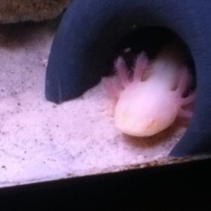 My albino axolotl called mudkip! Once again poor quality taken on an iPod.