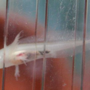 Spector white albino 2 weeks