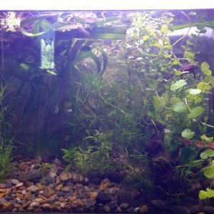 Here's how I had the tank first...no easy cleaning here! It's changed a lot since and I don't recommend this to anyone.