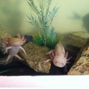 Sparks and Calypso
