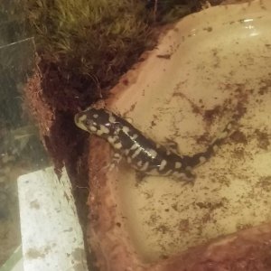 My favorite picture of Kira-ki (aka Ki). I love when he's active, and most of the time he will stand at the edge of his water dish, (like he's doing i