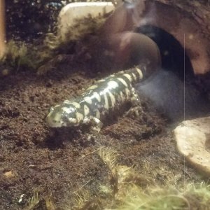 Kira-ki in his new enclosure <3