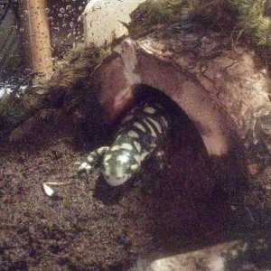 My husband fed him his cricket, and he snatched it from the tweezers so quick that it's leg remained...I'm guessing he was pretty hungry O.o  Lol