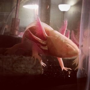 axolotl