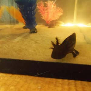 toothless2