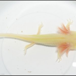 Baby GFP Leucistic Axolotl