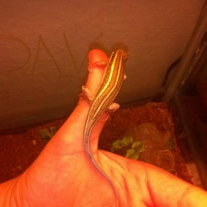 My beautiful African blue tailed skink he's a little jealous of the newts because I give them more attention