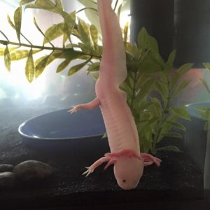 Headstand!