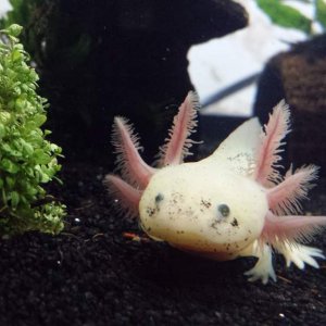 Ami with sand granule face