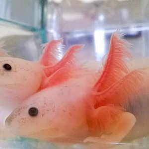 Melanoid Leucistic on top