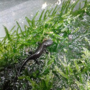 Hypselotriton orientalis, juvenile.