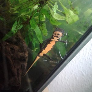 Hypselotriton orientalis, aquatic juvenile.