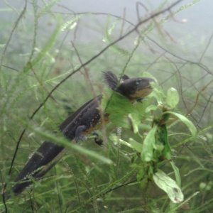 Hypselotriton orientalis, advanced larva.