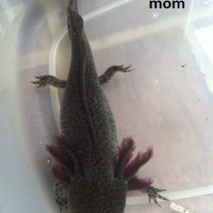mom
