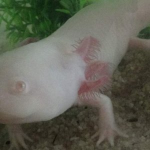 Athena, my oldest axolotl ^.^