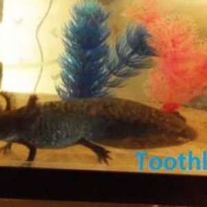 toothless new pic (2)