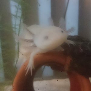 Iggy