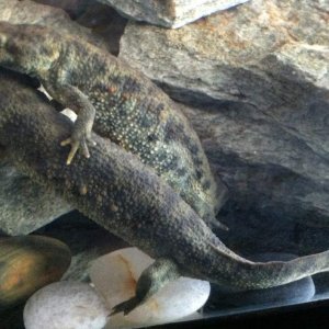 Put mommy back in the tank and babies were happy again. He's getting big but clearly a mamas boy lol
