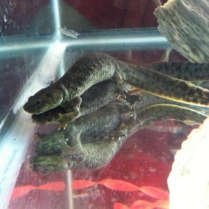 Had to take mommy out of tank