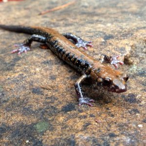 Pigeon Mountain Salamander (Plethodon petraeus)