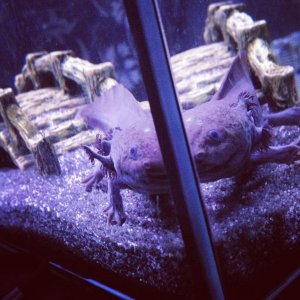 Percy peeping