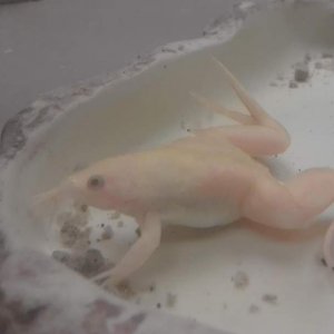 Wilma as a froglet of 3 months old (1 inch nose to butt)