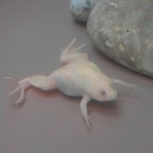 Wilma as a froglet of 3 months old (1 inch nose to butt)