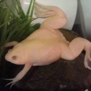 Wilma at 1.5 years (2.5 inches nose to butt)