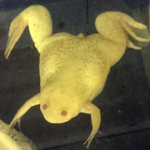Wilma now at 3 years old (5 inches nose to butt)
Also, she now has a reticulated pattern that darkens and fades randomly!