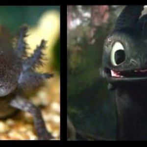If I had a dollar for every kid who shouted "Toothless!", I could more than pay for our vendor fees at Repticon.