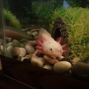Leucistic
About 8 inches long