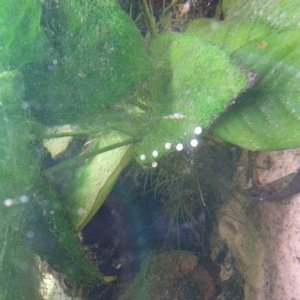 18th of march 2015. I think we have eggs?!, but they are on almost all the plants! :S are they eggs and can I hatch them! These are the questions ;) x