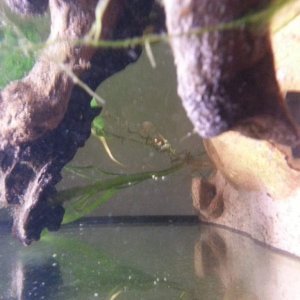 18th of march 2015. I think we have eggs?!, but they are on almost all the plants! :S are they eggs and can I hatch them! These are the questions ;) x