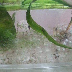 19th of march,  getting all the eggs out of the tank :)