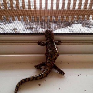 Trying to walk outside...