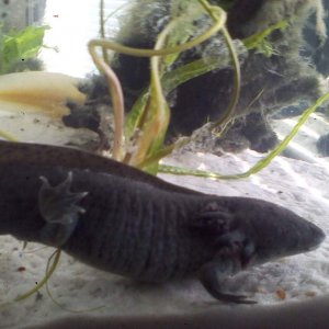 Toothless and Gronk, Soul mates <3