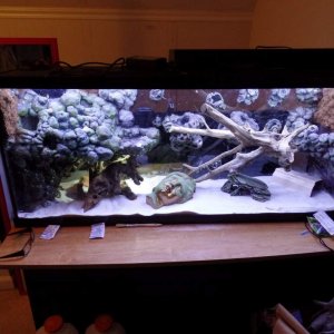 I got impatient and wanted to see what it looked like with the white sand and driftwood cave.