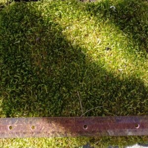 Sphagnum moss 
By the living sheet - approx 11" x 9"
Grown outdoors, totally organic - no pesticides Are Ever used in my gardens.