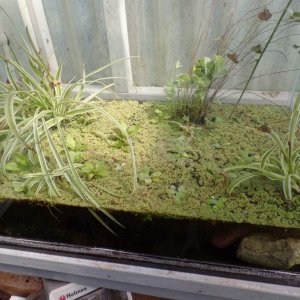 Spider plants, fairy moss, 
pond clover not for sale