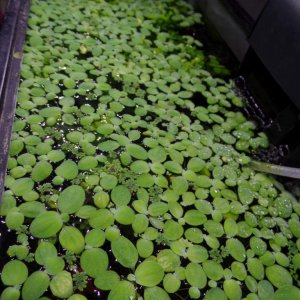 Dwarf water lettuce