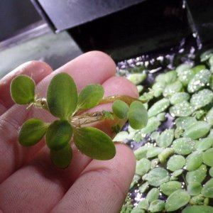 Silver dollar sized dwarf water lettuce.  Grown with white led lighting and no food supplement.  Grown strictly on axolotl poop and fish poop :-)