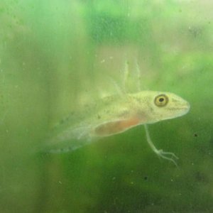 larva 001