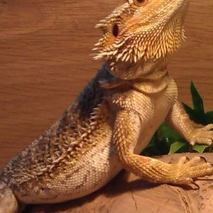 Murphy
bearded dragon