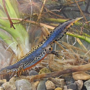 Alpine Newt