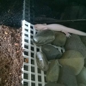 Split tank.
