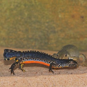 newt1   Copy